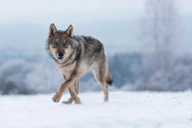 10 Dog Breeds that Resemble Wolves