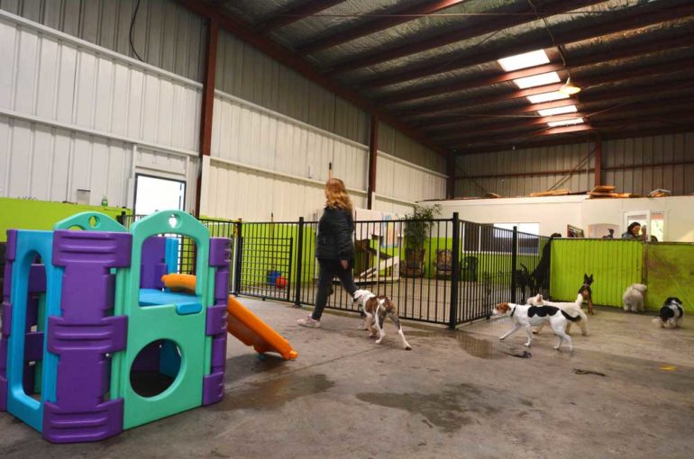 How to Choose the Right Doggy Day Care
