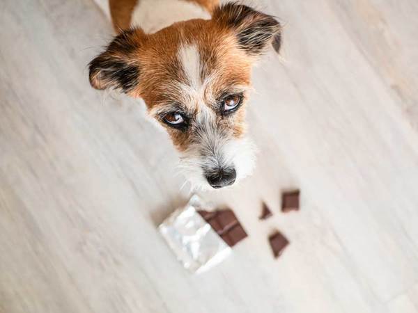 Help! My Dog Ate a Brownie - PatchPuppy.com