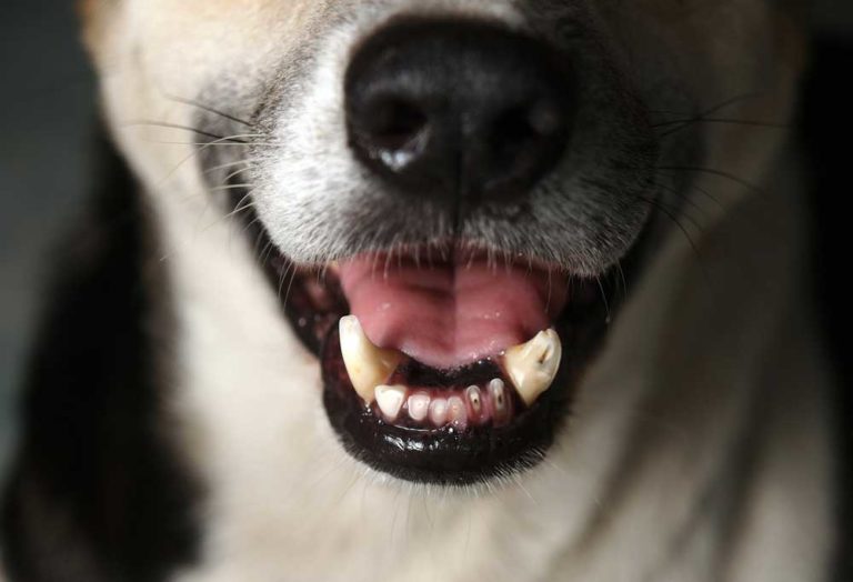 How To Clean A Dog's Mouth After Eating Poop