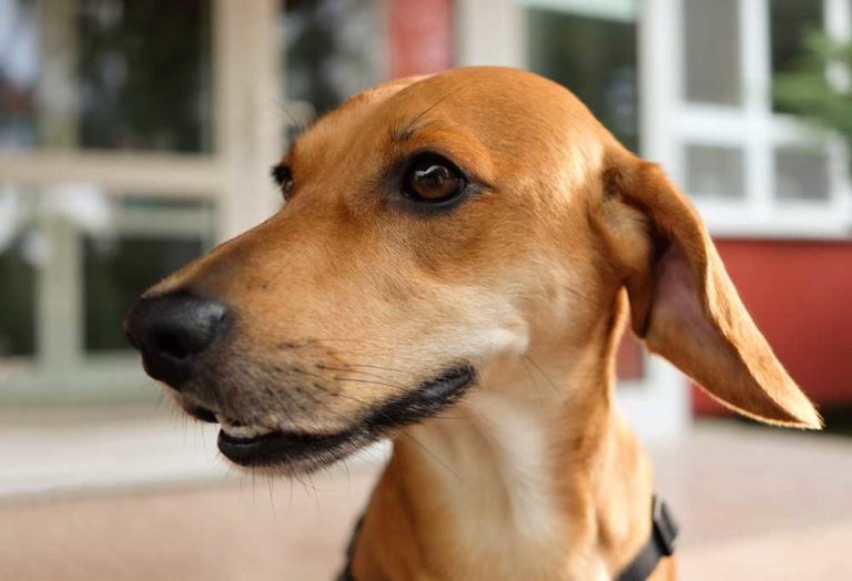 25 Dog Breeds that Begin with D