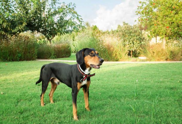 Dog Breeds That Begin With H