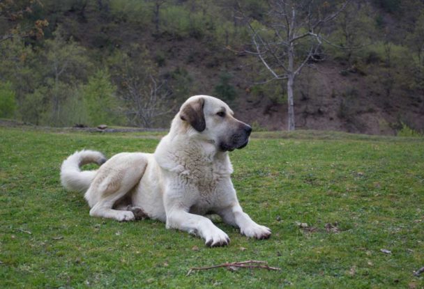 25 Dog Breeds That Begin With K PatchPuppy