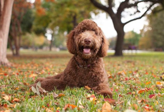 25 Dog breeds that Begin with L - PatchPuppy.com
