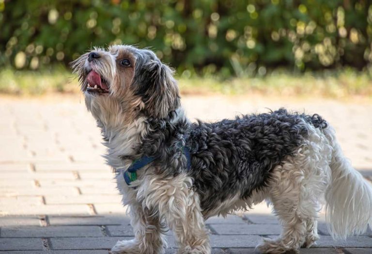 25 Dog breeds that Begin with L - PatchPuppy.com