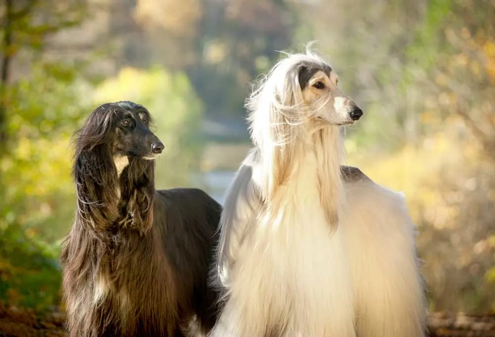 2 Afghan Hounds outdoors