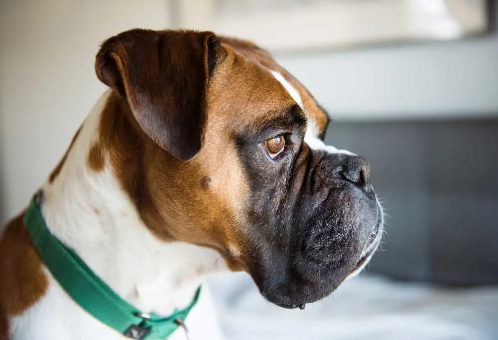 Side view close up of boxer dog