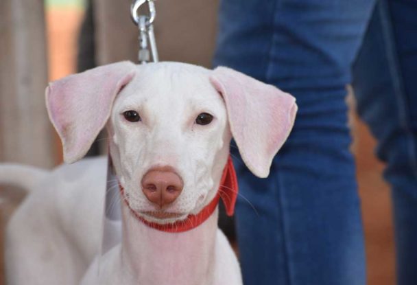 18 Dog Breeds that Begin with R - PatchPuppy.com