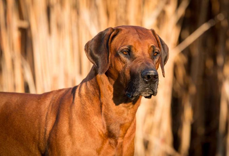 18 Dog Breeds that Begin with R - PatchPuppy.com