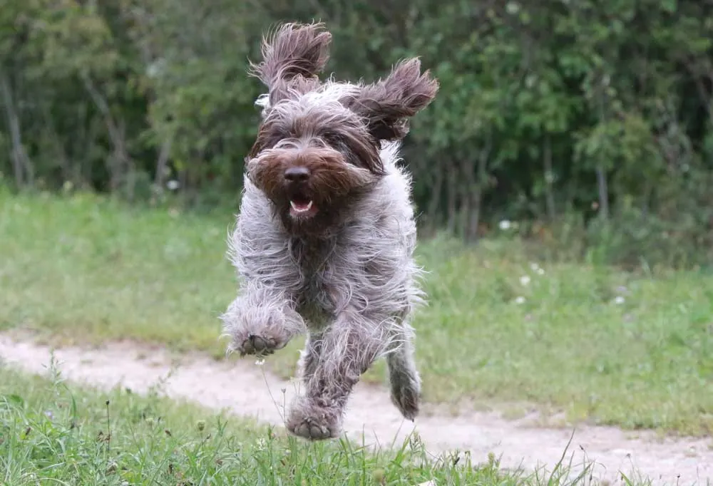 Wire Haired Pointing Griffon running across a dirt path