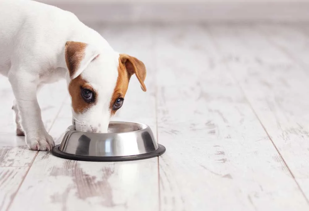 Jack Russell Terrier puppy on hard wood floors eating out of a metal dog food bowl