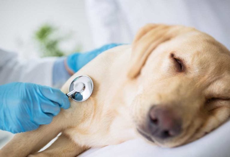 Help! My Dog Ate Nicotine Gum