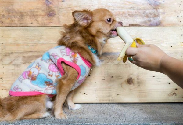 Picture of Can Dogs Eat Banana Peels? - PatchPuppy.com