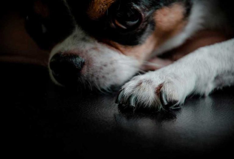 What Does Dog Nail Discoloration Mean PatchPuppy what-does-dog-nail-discoloration-mean-patchpuppy