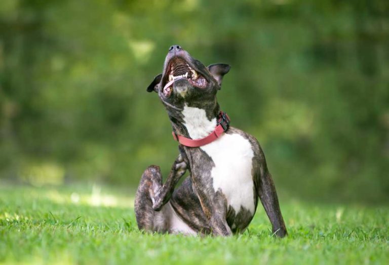 How Can I Get My Dog to Stop Licking His Paws?