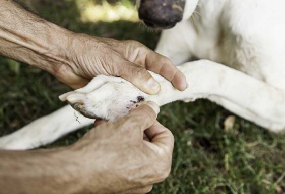 How Do I Treat My Dog's Infected Paw? - PatchPuppy.com