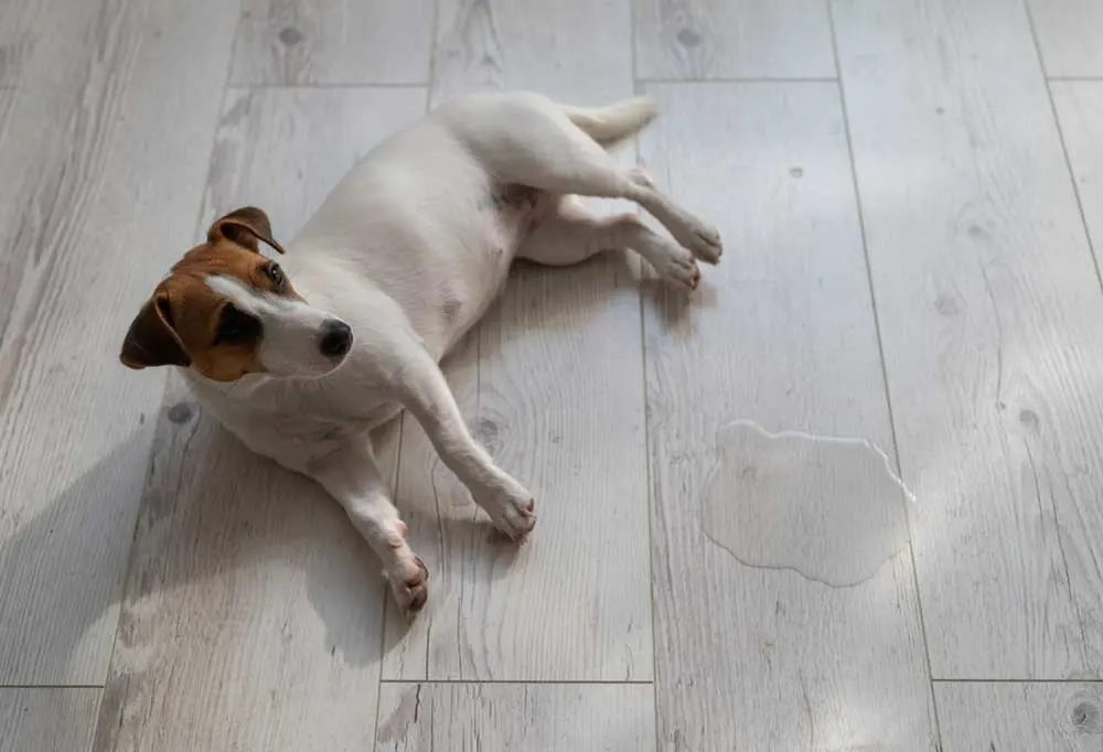 Jack Russell Terrier on hard wood floor next to a puddle of pee