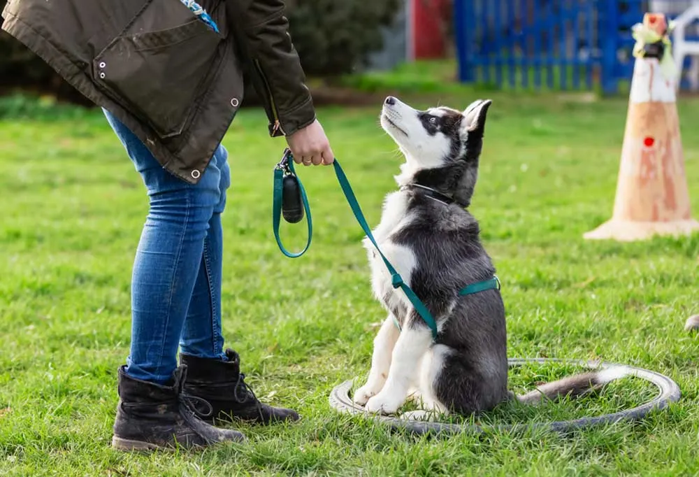 Person bent over talking to husky puppy on leash 