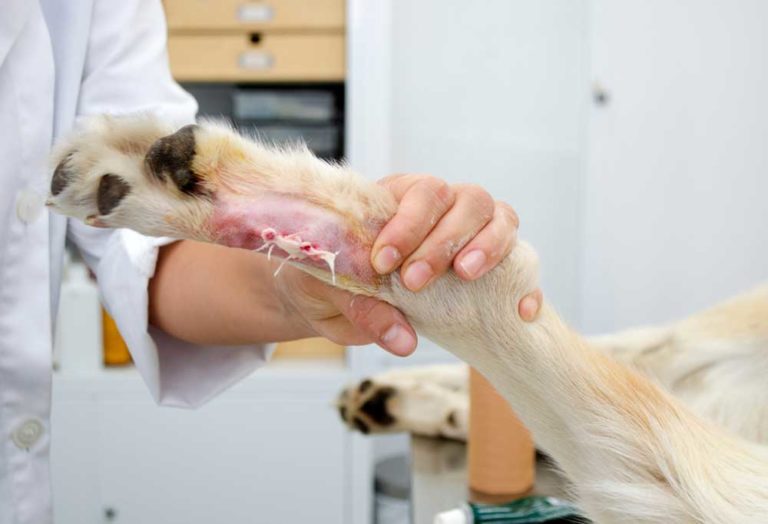 A Guide to Trimming Dew Claws