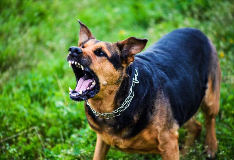 Top 10 Russian Dog Commands