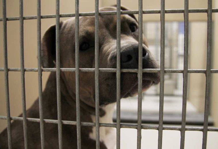 Help My Dog Keeps Peeing In His Crate PatchPuppy