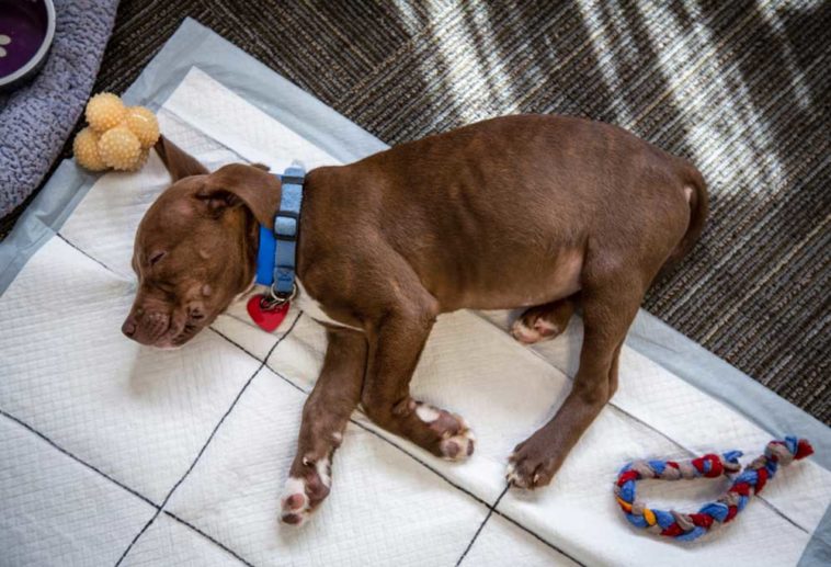 Help! My Dog Keeps Peeing on My Carpet
