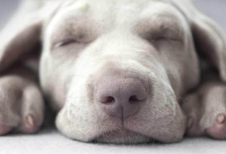 Help! My Dog is Barking While Sleeping