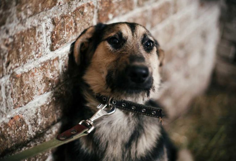 Training a Fearful Dog to Walk on a Leash