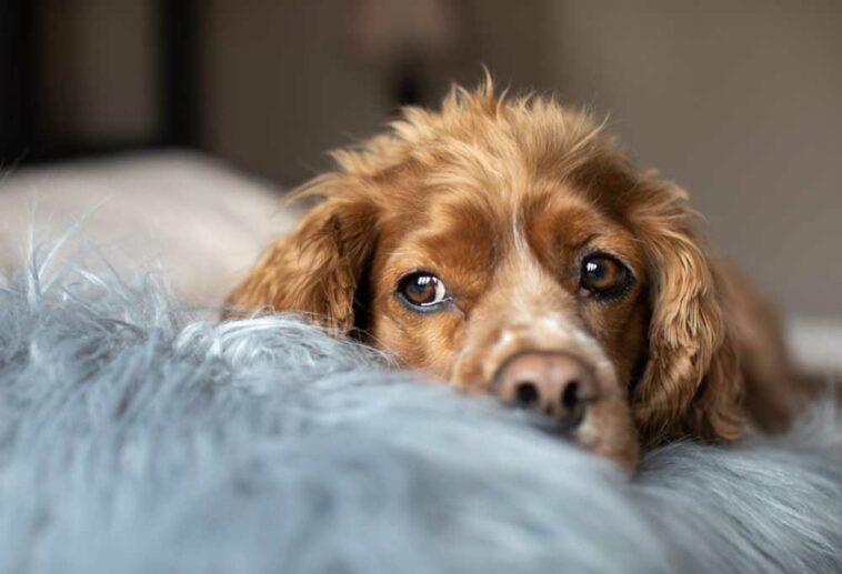 Help! My Dog Suddenly Jumps Up from Sleep