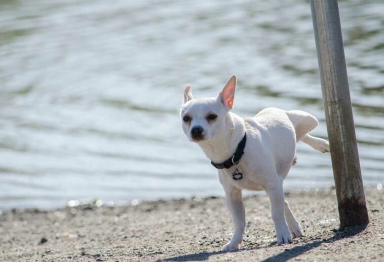 Help! My Dog Suddenly Jumps Up from Sleep