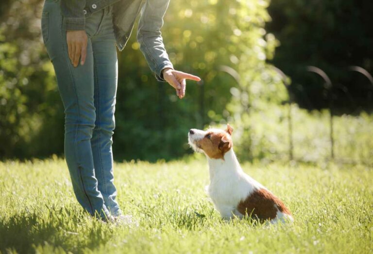 How to Prevent a Dog from Jumping Over a Gate