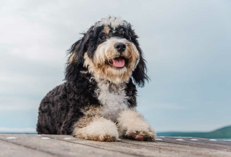 Bernedoodle vs. Labradoodle