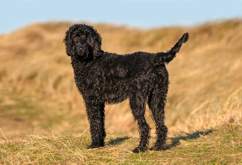 Black Labradoodle standing in a field of dead grass