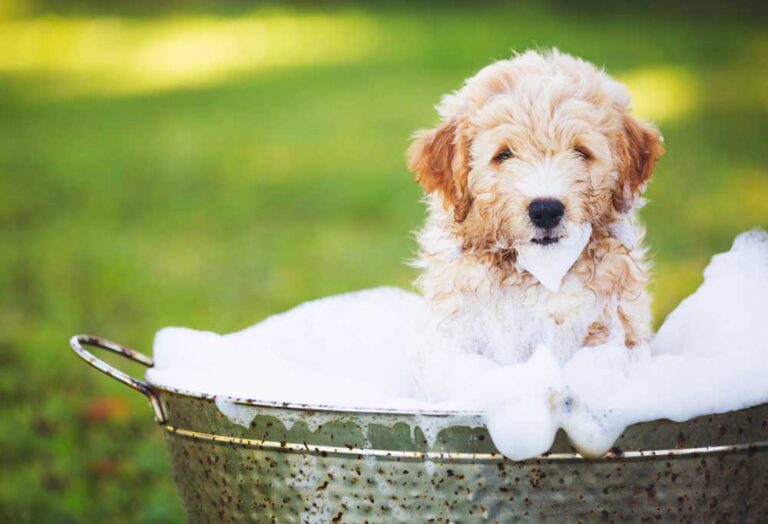 View of How to Groom a Poodle Mix? - PatchPuppy.com