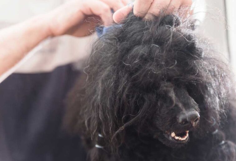 How Do I Keep My Poodle From Matting?