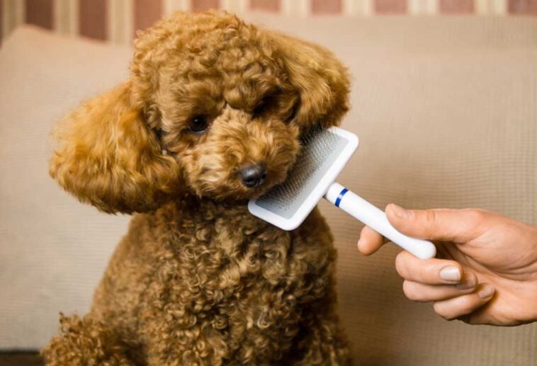 How to Brush a Poodle?