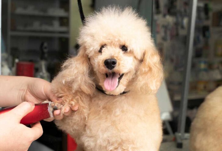 How to Groom a Poodle Mix? - PatchPuppy.com - Poodle Mix Grooming Trimming Tools At Home