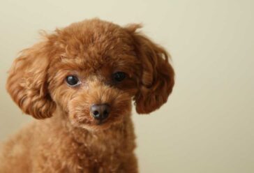 How to Train a Toy Poodle? - PatchPuppy.com