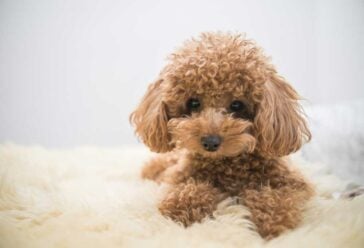 How to Train a Toy Poodle? - PatchPuppy.com