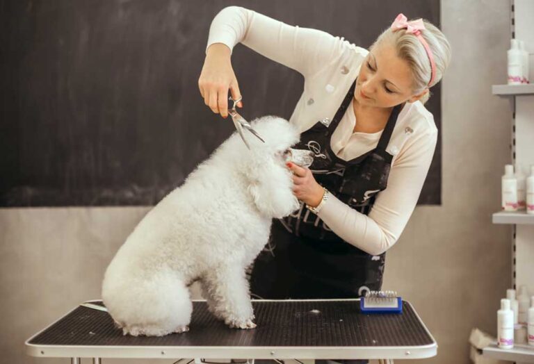 How Do I Keep My Poodle From Matting?