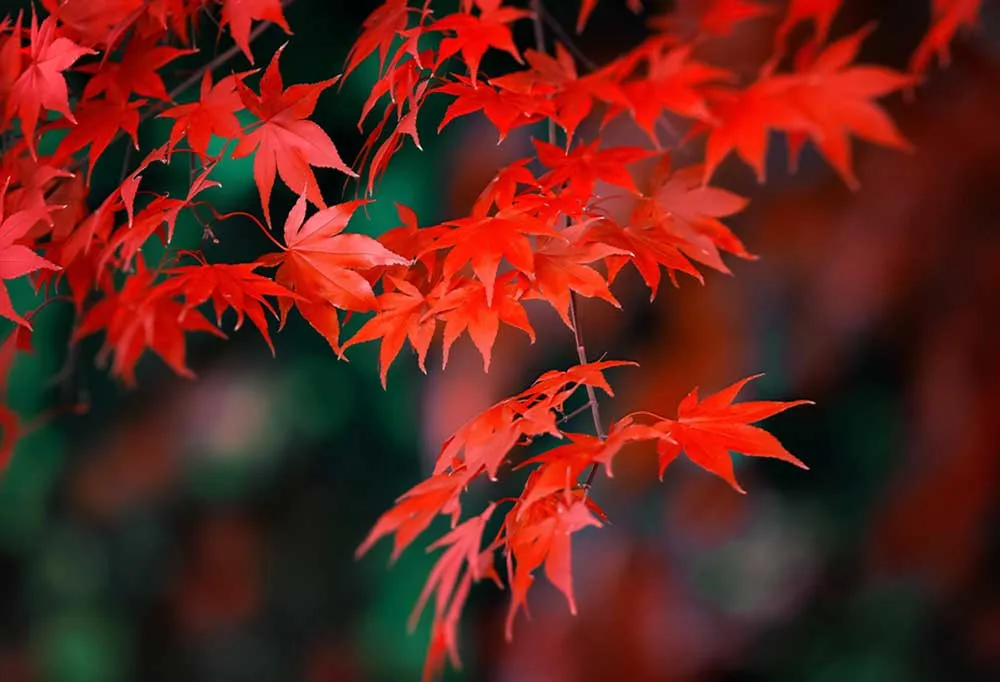 are japanese maples toxic to dogs