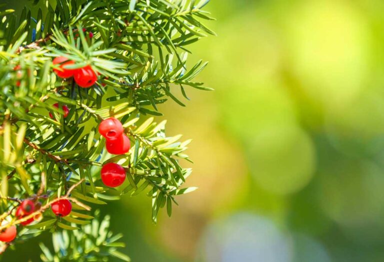 Trees Poisonous to Dogs
