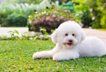How to Train a Toy Poodle? - PatchPuppy.com