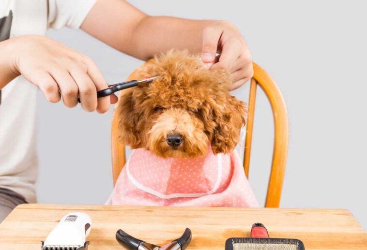 Black Poodle Mix Grooming At Home With A Deshedding Tool And Glove photo