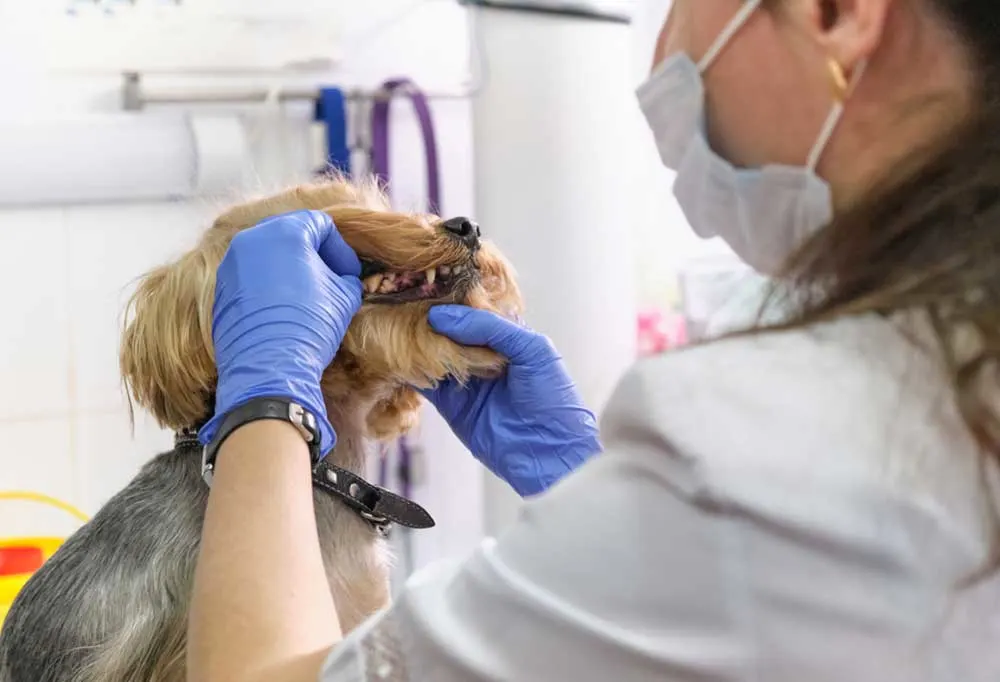 Vet looking into a yorkie's mouth