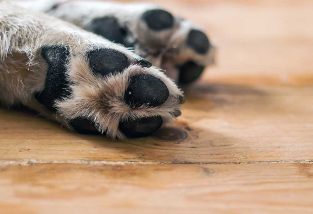 pair of white dog paws -pad side pointed towards camera- on a wooden surface