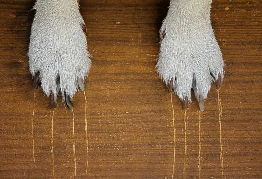 two white dog paws dragging claw marks down a piece of wood