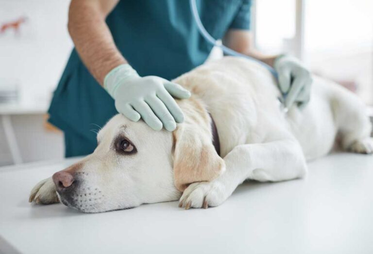 Home Remedies for Dog Vomiting