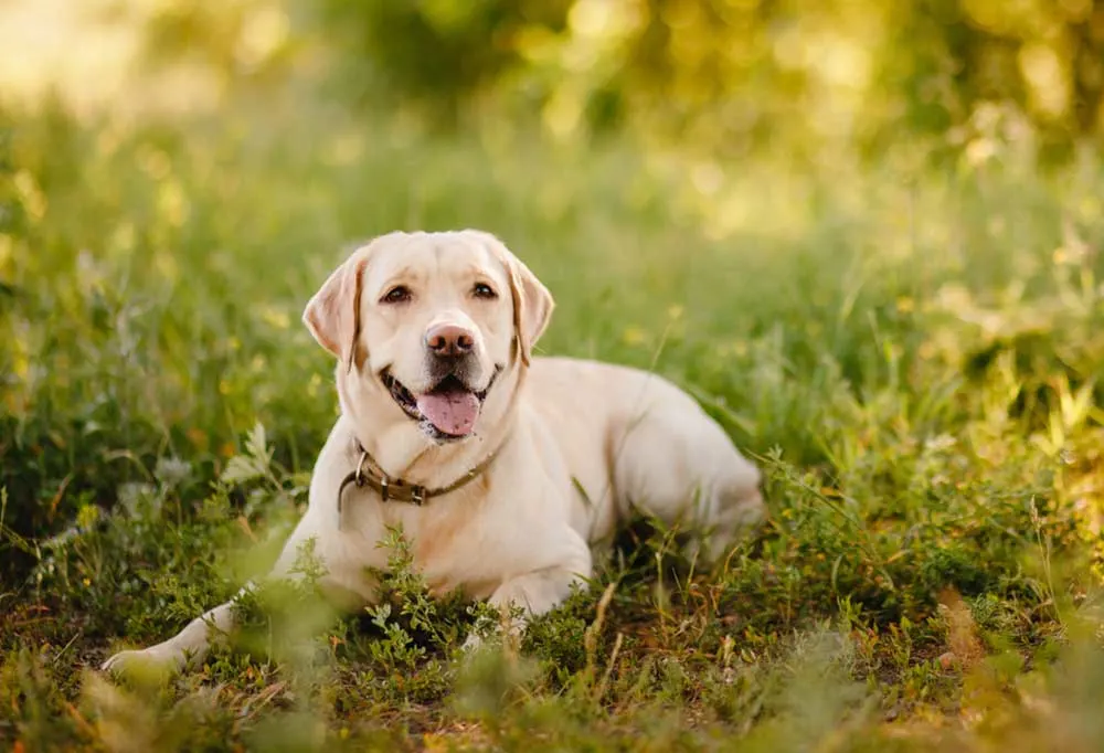 Yellow Labrador Retriever laying in tall weeds