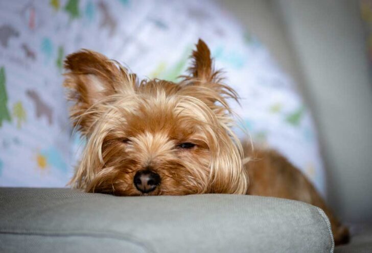 Home Remedies for Dog Lethargy - PatchPuppy.com